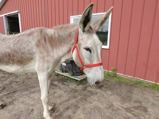 Leory, one of our Equine we use in therapy sessions at our working farm