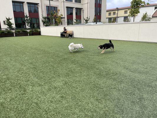 Shiba Inu dogs love this Dog Park's "fang shui"