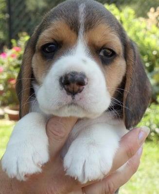 Frankie the Beagle pup!