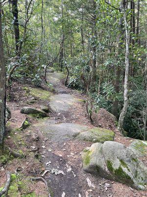 The marked Narragansett Trail