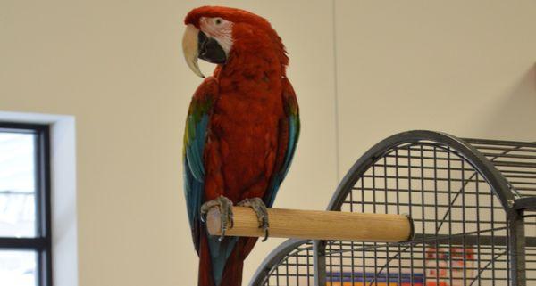 Meet Big Bird at Angel's Pet World in Hudson