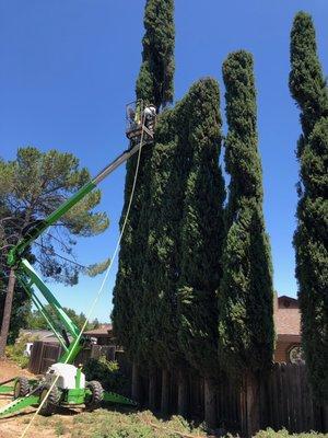 Tight access 70 foot Italian Cypress pruning