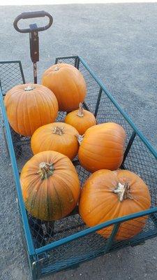 Mad river pumpkin patch