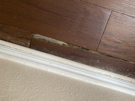 MOLD UNDER THE FLOOR. WATER DAMAGE THAT WAS "no big deal"