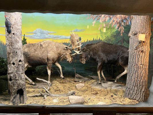 Taxidermy moose