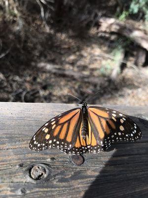 Monarch Butterfly Natural Preserve