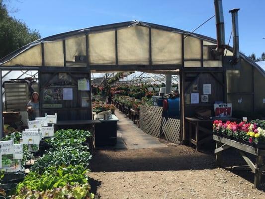 Looking into a greenhouse at Dares Plants