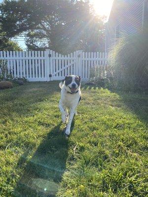 Our dog enjoying his fenced in yard!