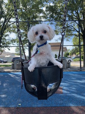 Our baby bambam after his haircut!