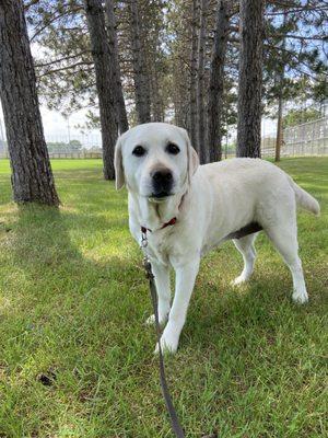 Gray park for practicing Nosework