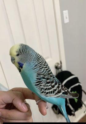 My bird