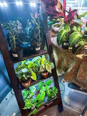 Indoor plant section