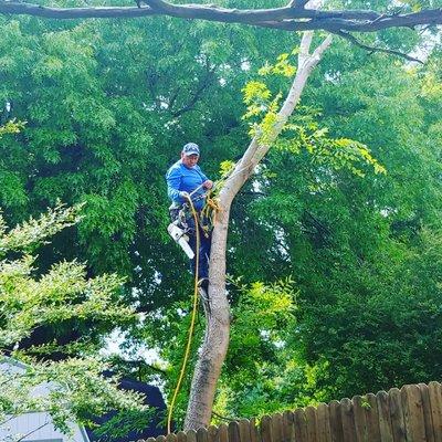 Mk Tree Service