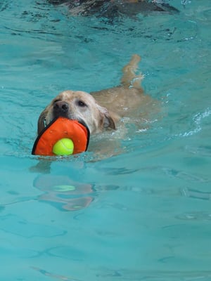 Lola, the retrieving queen!