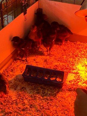 Baby chicks?