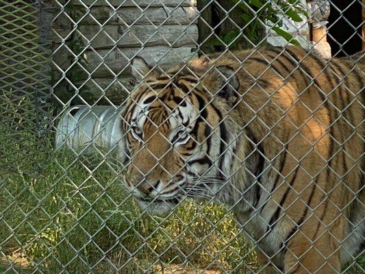 Carolina Tiger Rescue