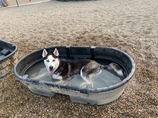 They have big tubs for the dogs to cool down