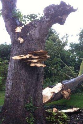 Mushrooms growing on a tree is a sign of a dead or disease tree, and a good indicator of potential hazards.