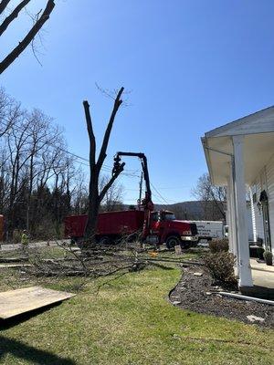 Oak tree removal