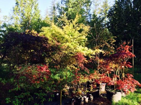 Oliver's Landscaping also maintains a beautiful boutique nursery that provides top quality trees and perinnials to their clients.