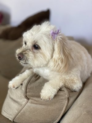 Looking pretty with her purple bow