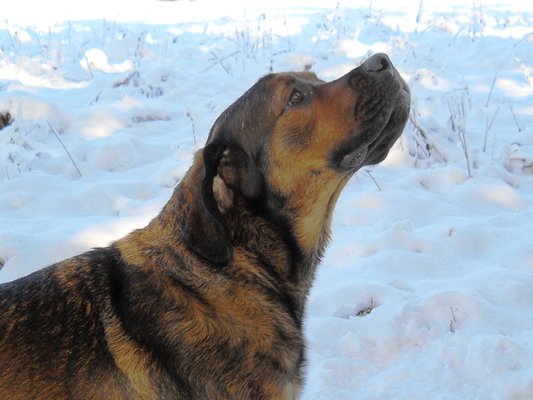 A picture of my dog Stosh, so happy to be at the kennel.