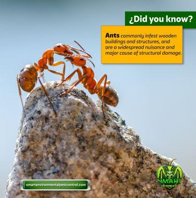 ant control