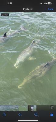 Cocoa Beach Dolphin Tours