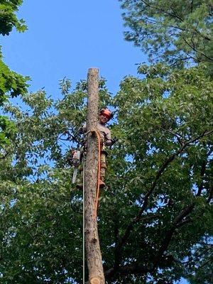 Tree taken down by our experience climber guy when crane can't get to it...