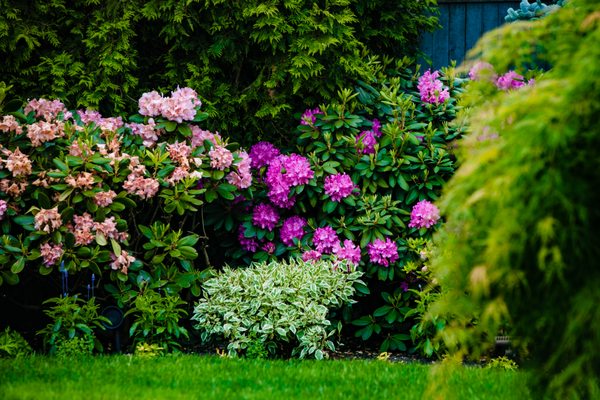 Shrubs, flowers, trees and grass: We specialize in every aspect of your healthy, growing yard.