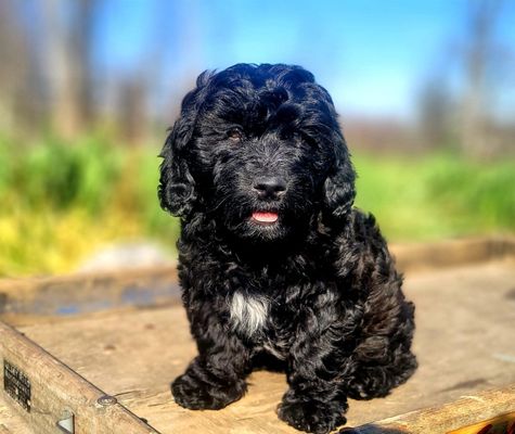 Meet Sharpie-- our cuddly goldendoodle!