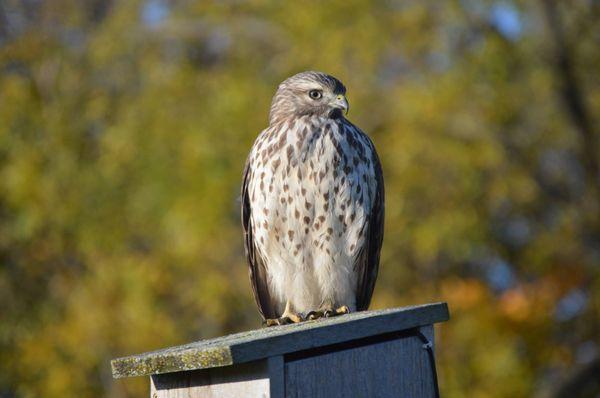 Red-shouldered Hawk at the Ney Nature Center