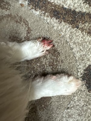 My dogs bleeding paw