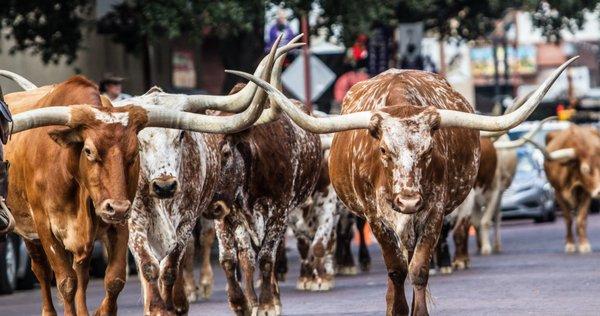 Fort Worth Longhorns