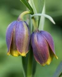 Fritillaria