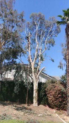 JME Tree Service is a tree service that operates in residential and commercial locations...