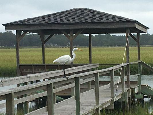 Pawleys Podiatry