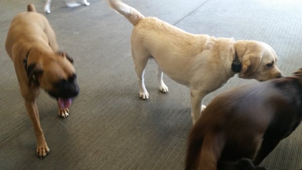 Happy dogs at play group. ...safe controlled place for you dogs to play and get some socialization