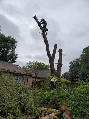 Tree removal