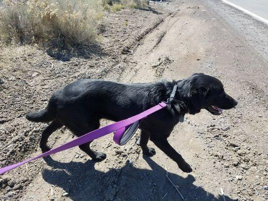 Cuban. Wonderful lab.