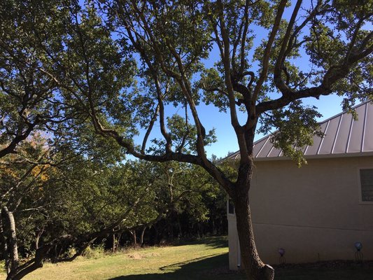 Southwest Tree Care