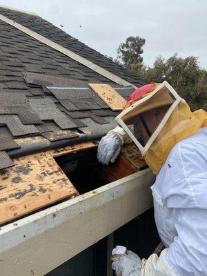 Bee hive removal