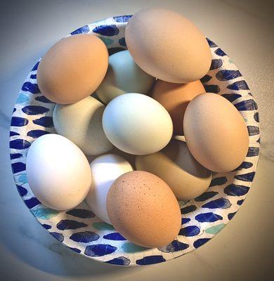 Fresh eggs daily!