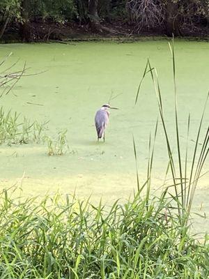 Gray Heron in the marsh pathway