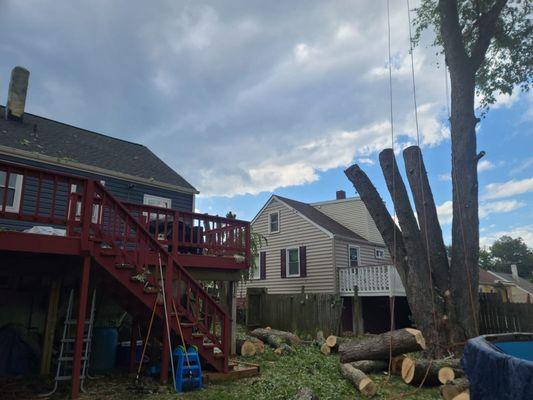 A Cleaner, Safer -TreeTree Trimming