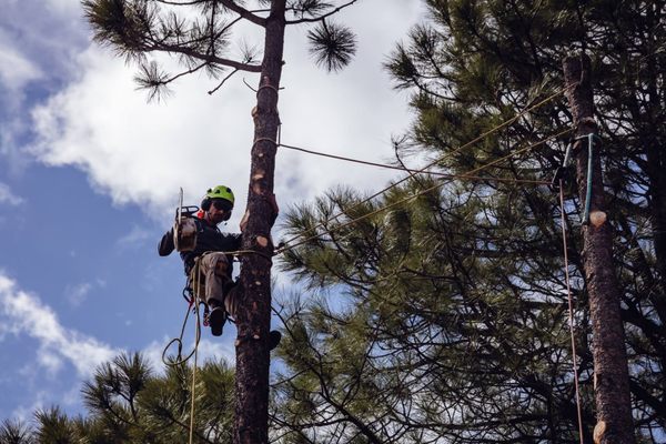 Dark Sky Arborist