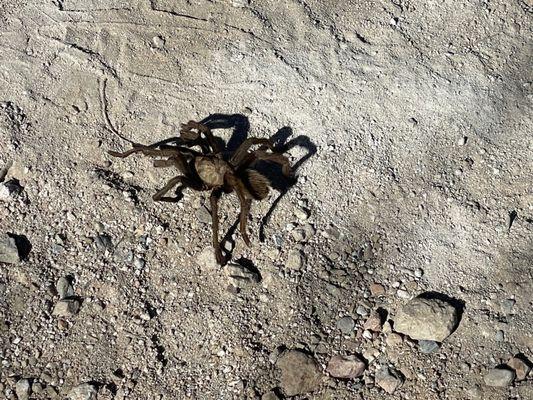 Tarantula on the path to the visitors center