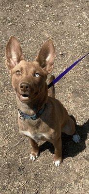 Bonnie the Blue Lacey, Husky, Australian Kelpie rescue dog