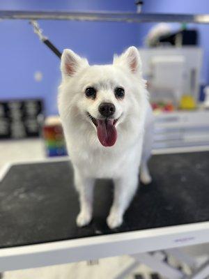 American Eskimo breed trim