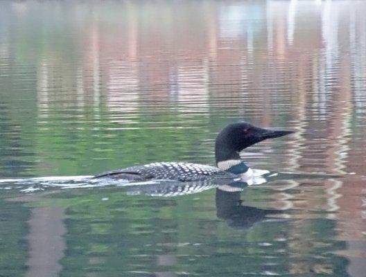 Loon on the Lake